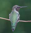 kolibrie vasten wamdel kuren